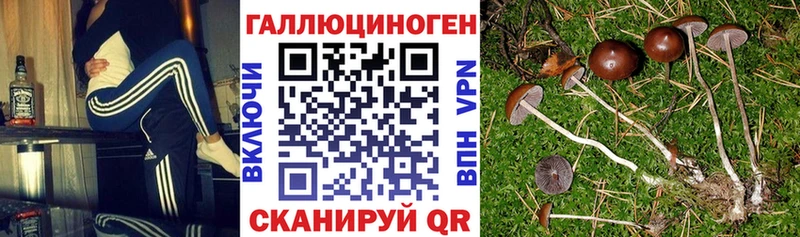 Псилоцибиновые грибы Cubensis  Спасск-Рязанский 